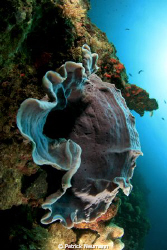 reefscene in Papua yaken with Canon 400D/Hugyfot by Patrick Neumann 
